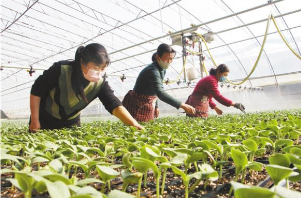 扶溝：全力確?！安嘶@子”種苗供應(yīng)